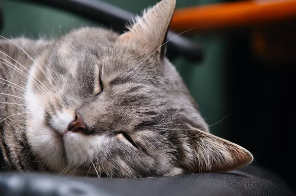El primer plano de la cabeza del gato dormido — Foto de Stock