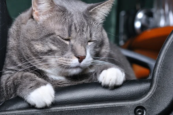 Stock image Big cat is sleeping on chair