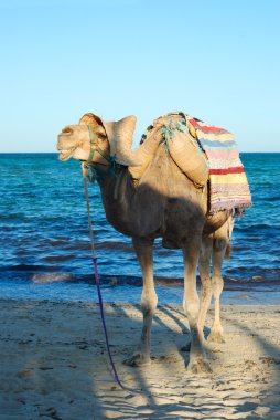 Smiling camel on beach in tunisia clipart