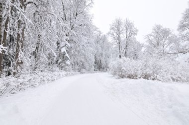 Winter park, pavlovsk, saint-petersburg, Rusya Federasyonu