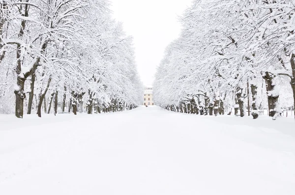 Parque de invierno, Pavlovsk, San Petersburgo, Rusia —  Fotos de Stock