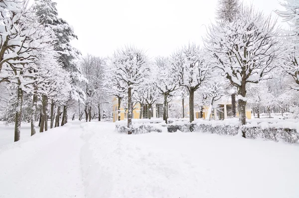 Parque de invierno, Pavlovsk, San Petersburgo, Rusia — Foto de Stock