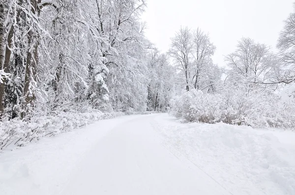 Winter park, pavlovsk, Sint-petersburg, Rusland — Stockfoto