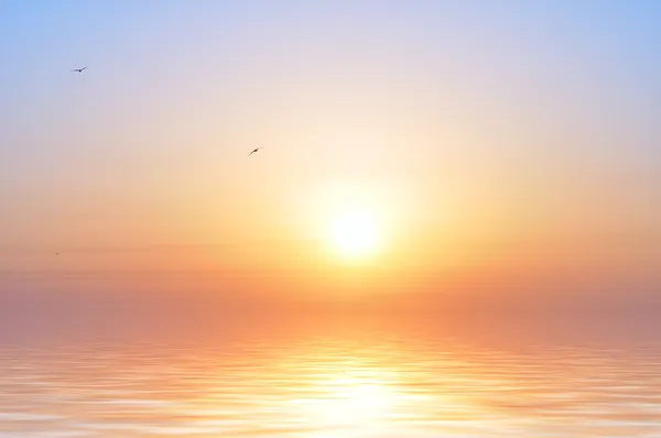 海の日の出と鳥 — ストック写真