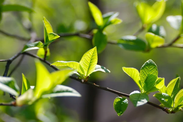 Весенние листья, освещенные солнечными лучами — стоковое фото