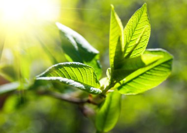 Rich tree leaves illuminated by sun clipart