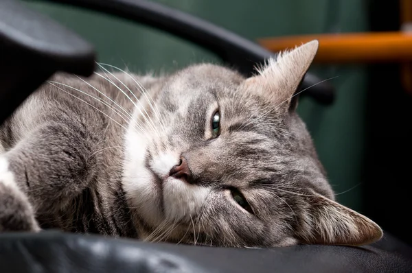 Grande Gato Está Deitado Uma Cadeira — Fotografia de Stock
