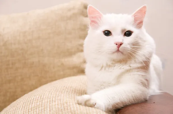 Branco Gato Angorá Turco Está Casa — Fotografia de Stock