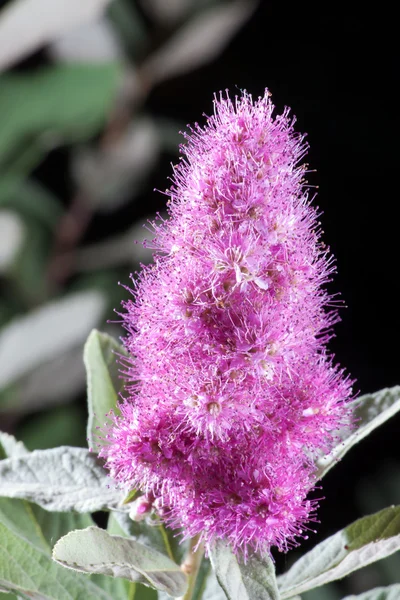 stock image Pink Spirea