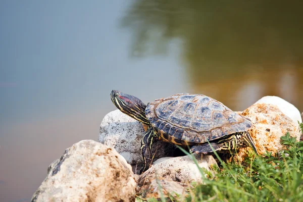 Red Eared Slider Turtle — Stock Photo, Image
