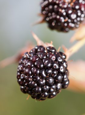 Blackberry