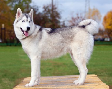 Siberian Husky clipart