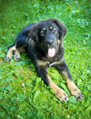 Tibetli mastiff köpek yavrusu