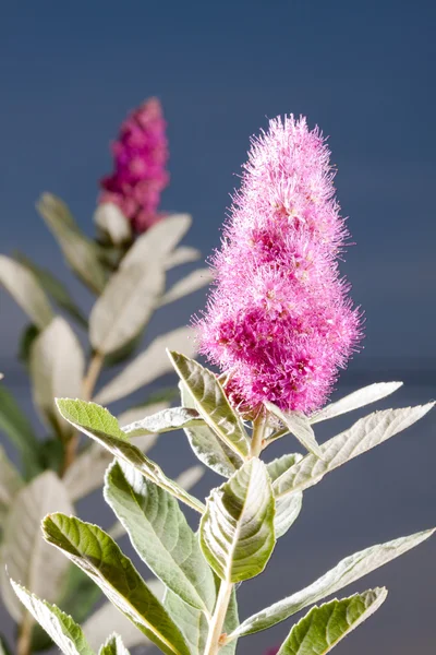 Stock image Pink Spirea