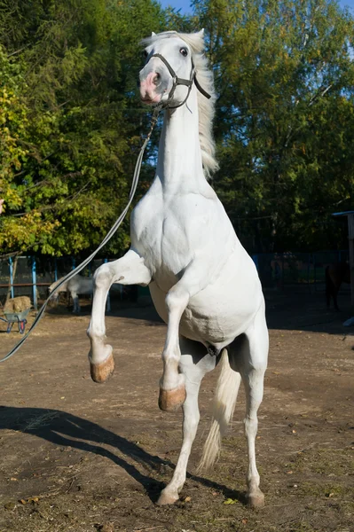 Chov koní — Stock fotografie