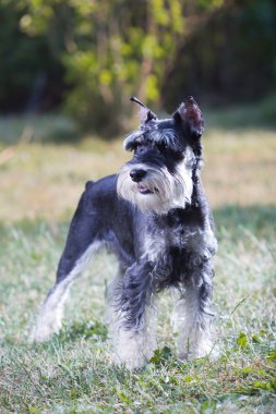 minyatür schnauzer