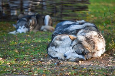 Alaskan malamute uyku