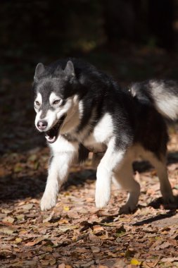 Alaskan malamute