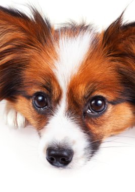 Papillon köpek