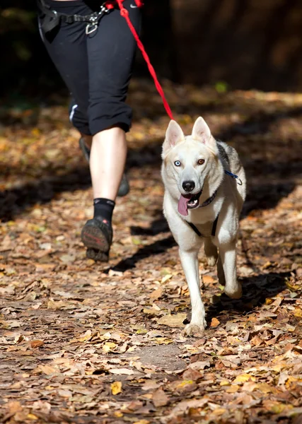 stock image Siberian Husky