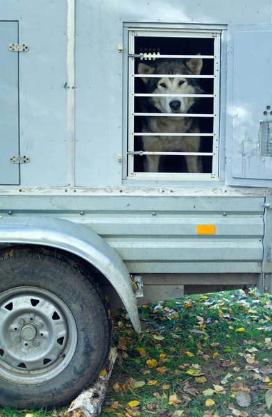 Прицеп для перевозки собак — стоковое фото