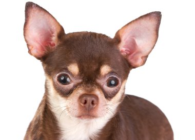 Chihuahua