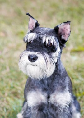 minyatür schnauzer