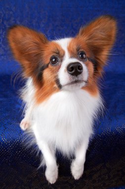 Papillon köpek