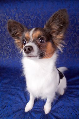 Papillon köpek