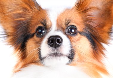 Papillon köpek