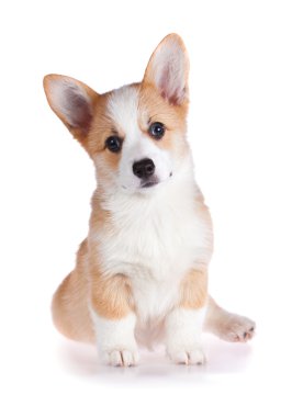 Pembroke Welsh Corgi puppy clipart