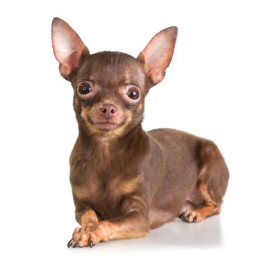 Russian toy terrier clipart