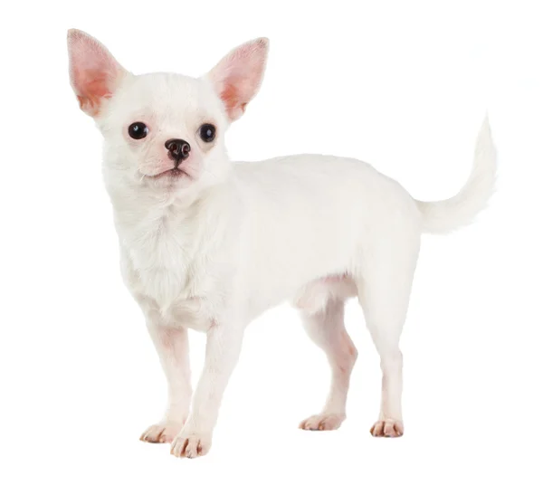 Chihuahua — kuvapankkivalokuva