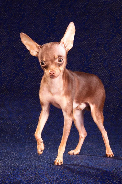 stock image Russian toy terrier