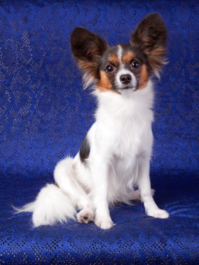 Papillon köpek