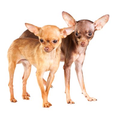 Two Russian toy terrier clipart