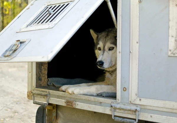Trailer to transport dogs — Stock Photo, Image