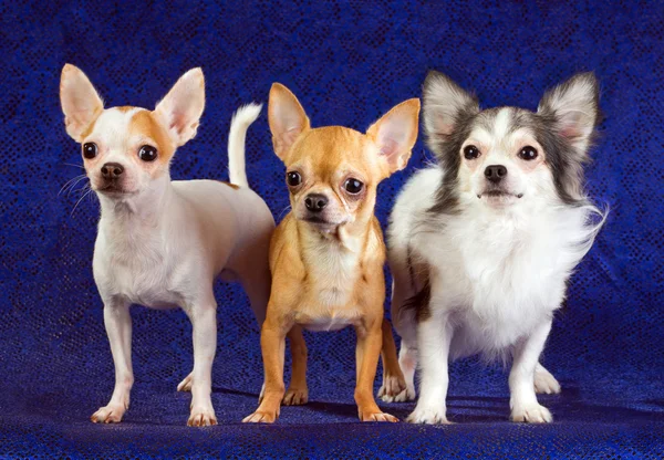 Three Chihuahua — Stock Photo, Image