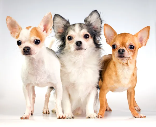 Drei Chihuahua — Stockfoto