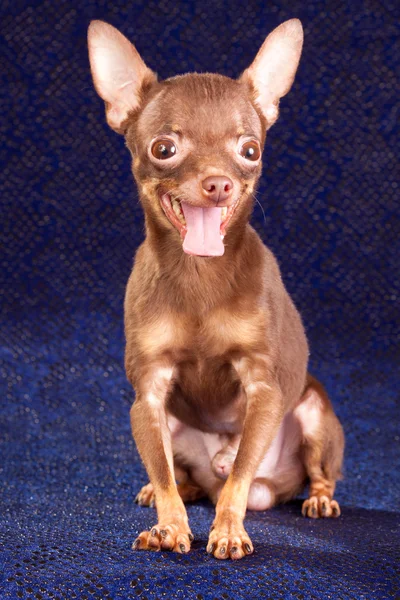 Russian toy terrier — Stock Photo, Image