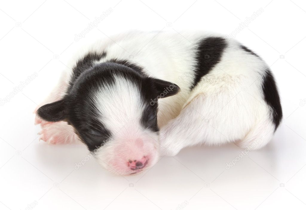 Papillon Newborn Puppies