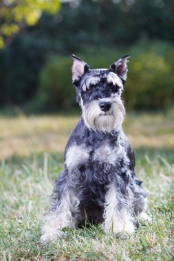 minyatür schnauzer