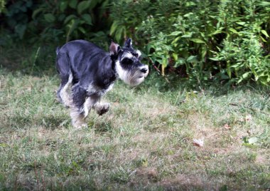 minyatür schnauzer