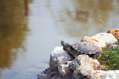 Red Eared Slider Turtle clipart