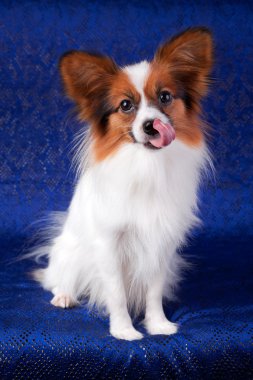 Papillon köpek