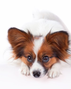 Papillon köpek