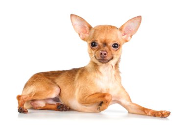 Russian toy terrier clipart