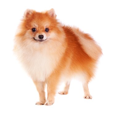 Pomeranian Dog clipart