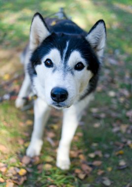 Sibirya husky yavrusu