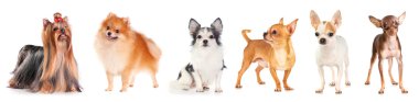 Six small dog clipart